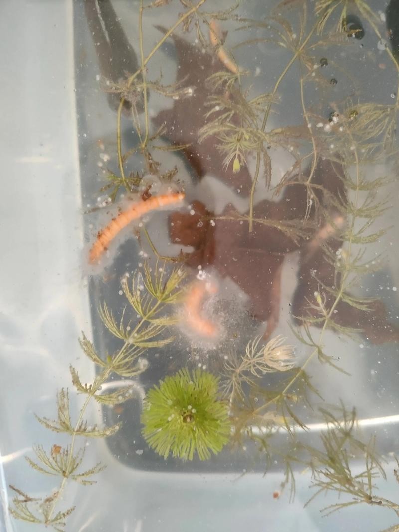 雷龍魚那個品種好繁殖