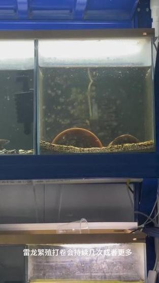 雷龍魚那個品種好繁殖