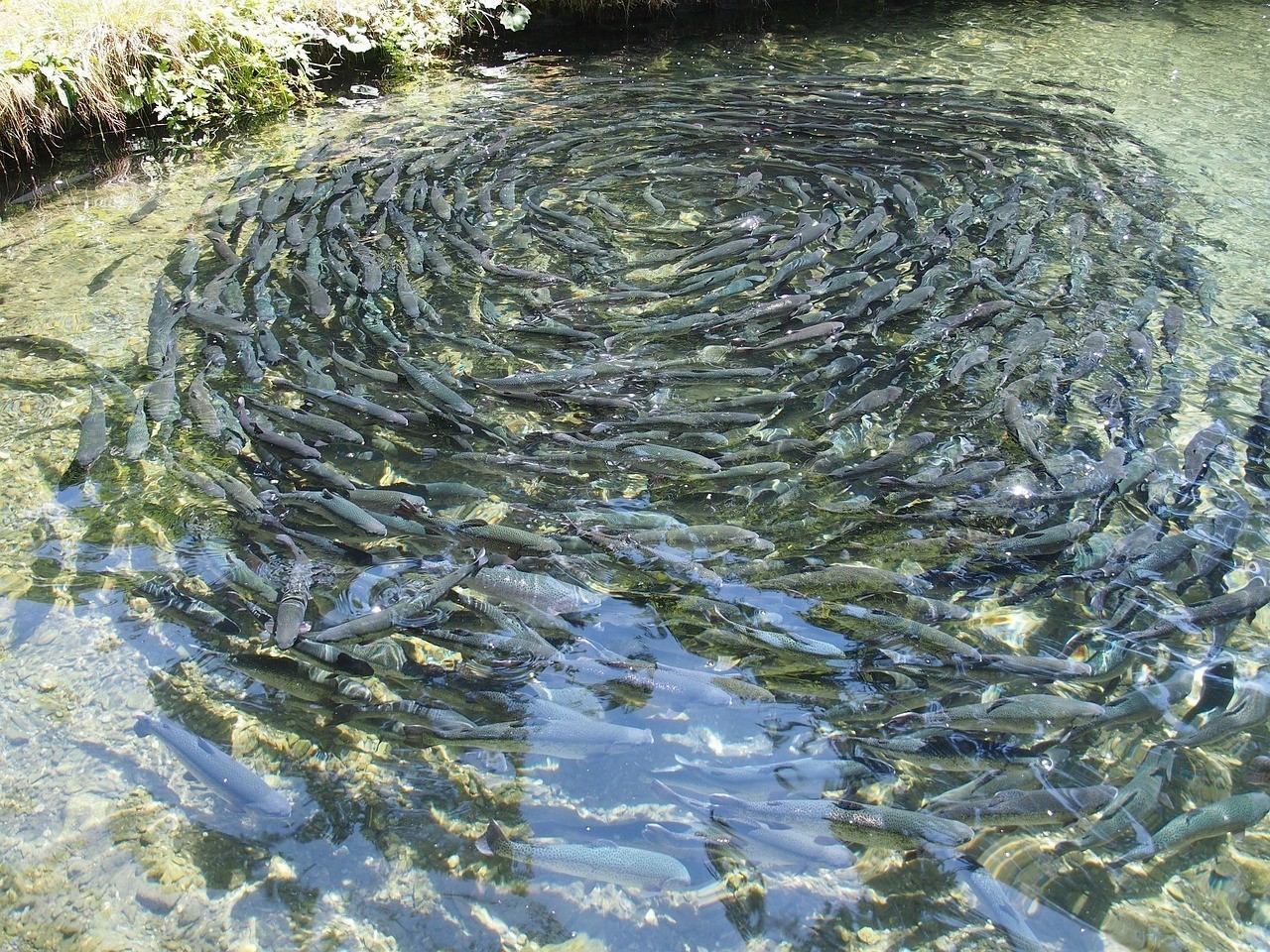 南美洲異型魚養久了會得白血病嗎