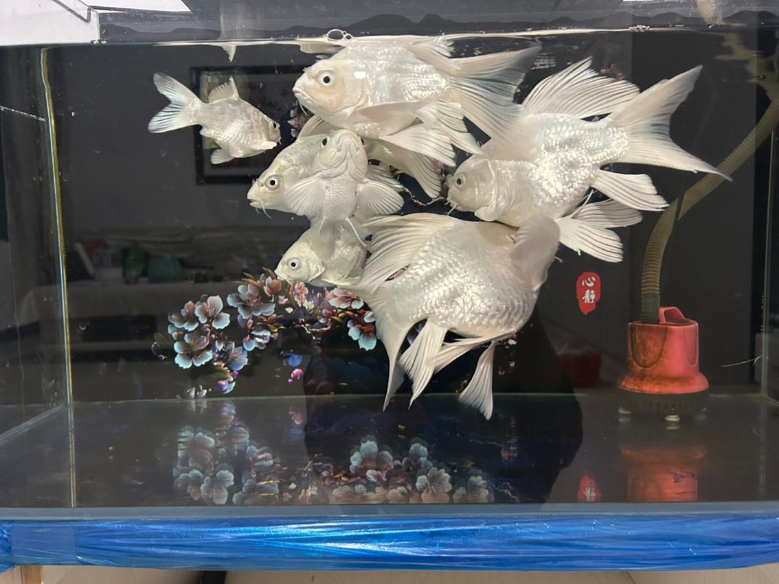 蝴蝶鯉球體 蝴蝶鯉球體 龍魚(yú)論壇 第1張