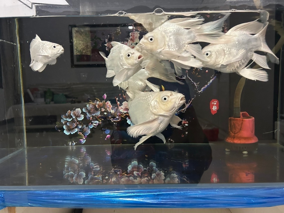 蝴蝶鯉球體 蝴蝶鯉球體 龍魚(yú)論壇 第2張
