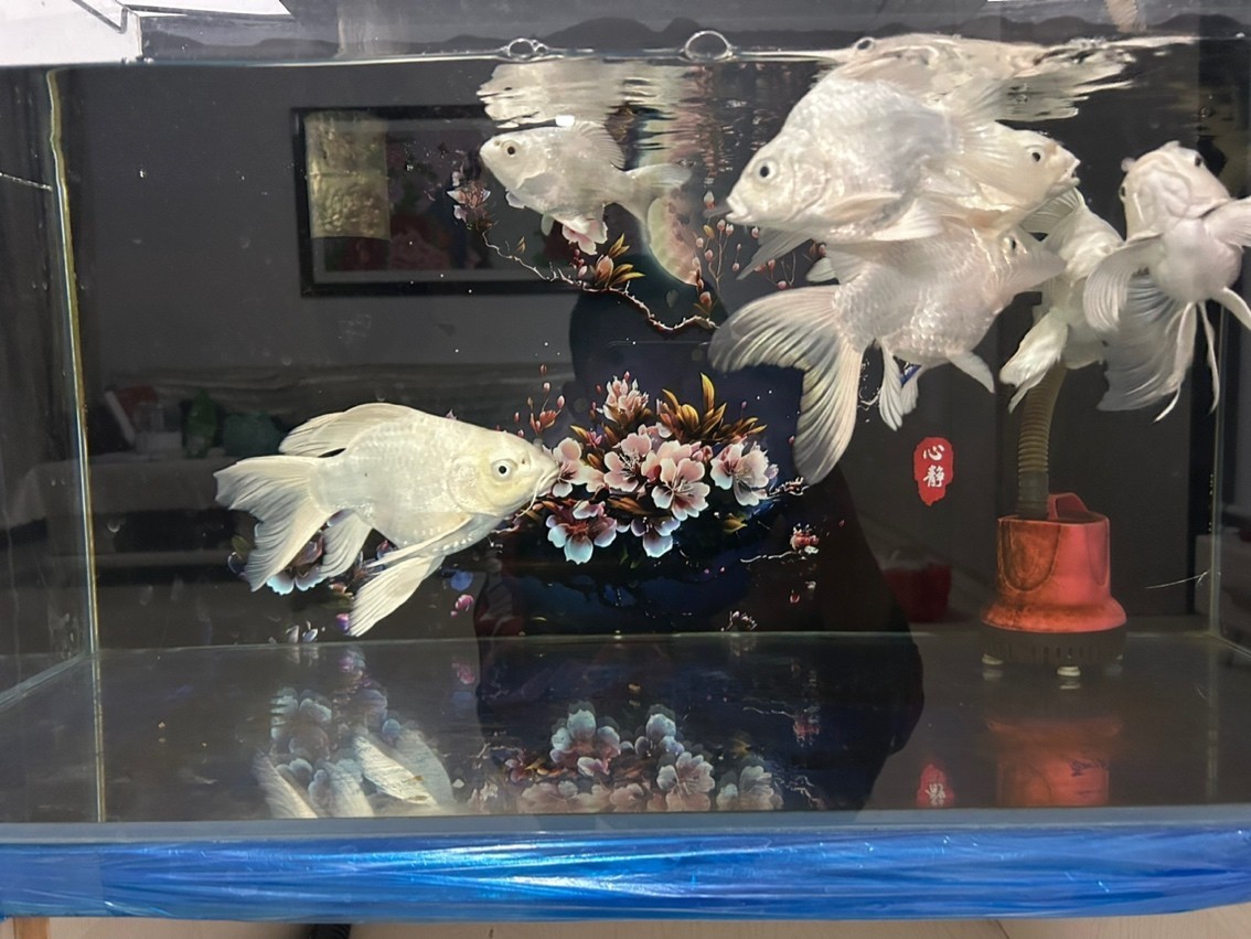 蝴蝶鯉球體 蝴蝶鯉球體 龍魚(yú)論壇 第3張