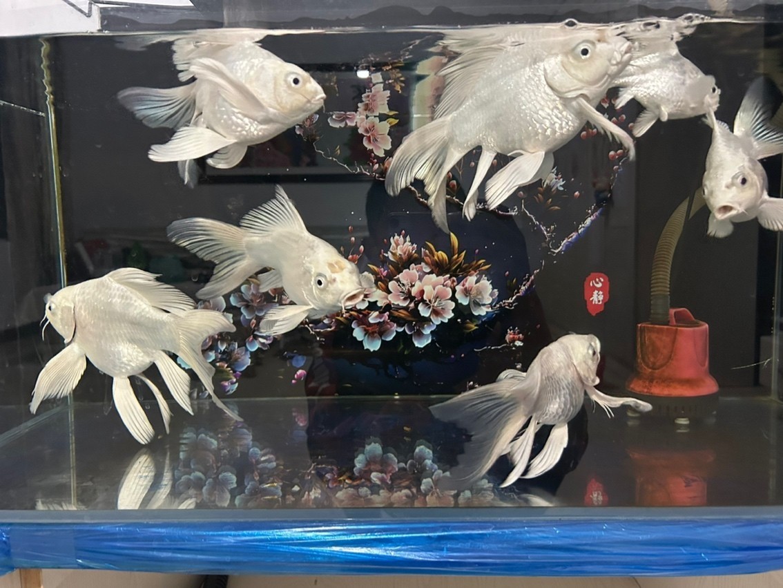 蝴蝶鯉球體 蝴蝶鯉球體 龍魚(yú)論壇 第4張