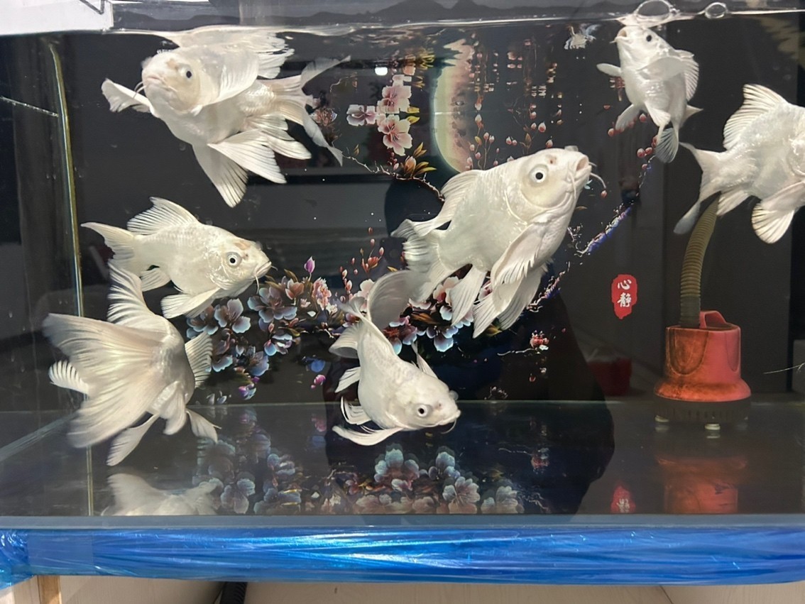 蝴蝶鯉球體 蝴蝶鯉球體 龍魚(yú)論壇 第5張