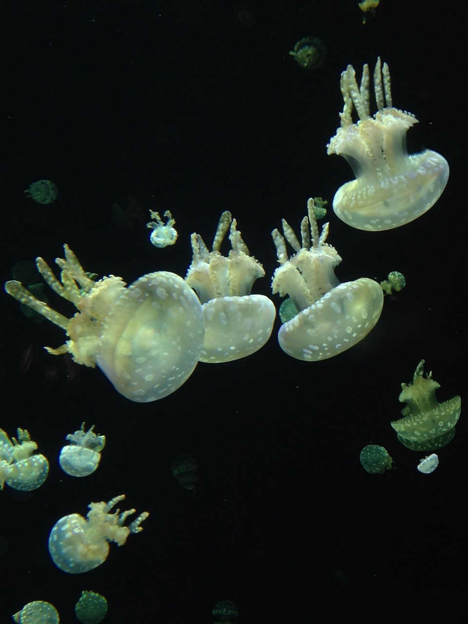 水族館起名大全
