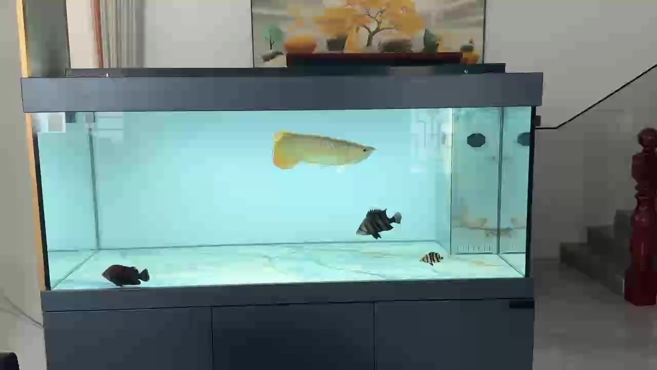 龍魚換新家