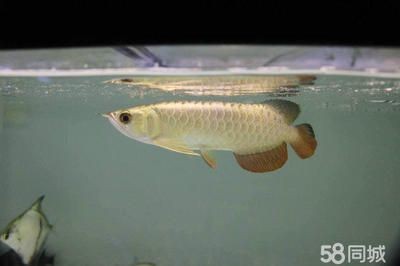 龍魚缸水突然變渾濁（龍魚缸水突然變渾濁可能是由多種因素引起的）