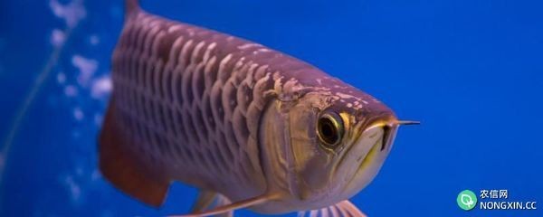 龍魚缸水突然變渾濁（龍魚缸水突然變渾濁可能是由多種因素引起的）