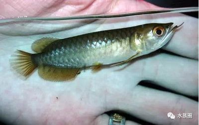 養魚新手指南：魚便分離器的diy制作教程：養魚新手指南：如何選擇合適的魚便分離器
