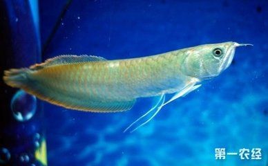 50cm銀龍魚能賣多少錢（50cm銀龍魚價格銀龍魚多少錢一條銀龍魚多少錢一條） 50cm銀龍魚能賣多少錢（50cm銀龍魚價格銀龍魚多少錢一條銀龍魚多少錢一條） 龍魚百科 第3張