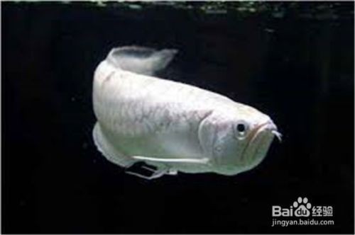 龍魚百度貼吧：龍魚之巔等高級交流區域