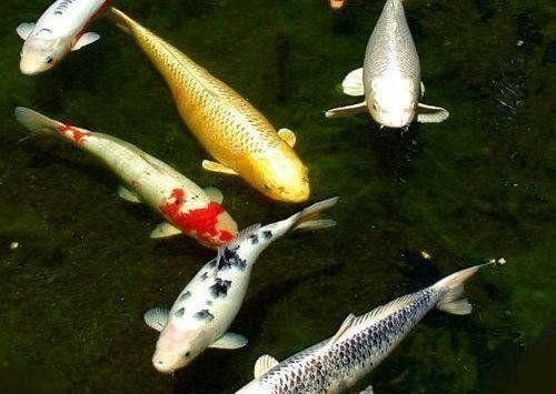 觀賞魚最長壽的魚（觀賞魚中最長壽的幾種分別是龍魚、羅漢魚、錦鯉和虎魚）