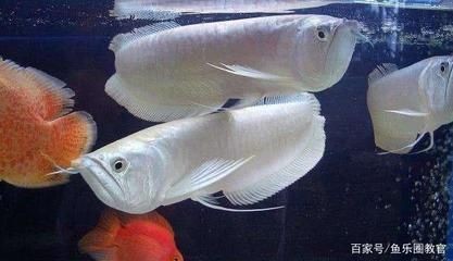 觀賞魚最長壽的魚（觀賞魚中最長壽的幾種分別是龍魚、羅漢魚、錦鯉和虎魚）