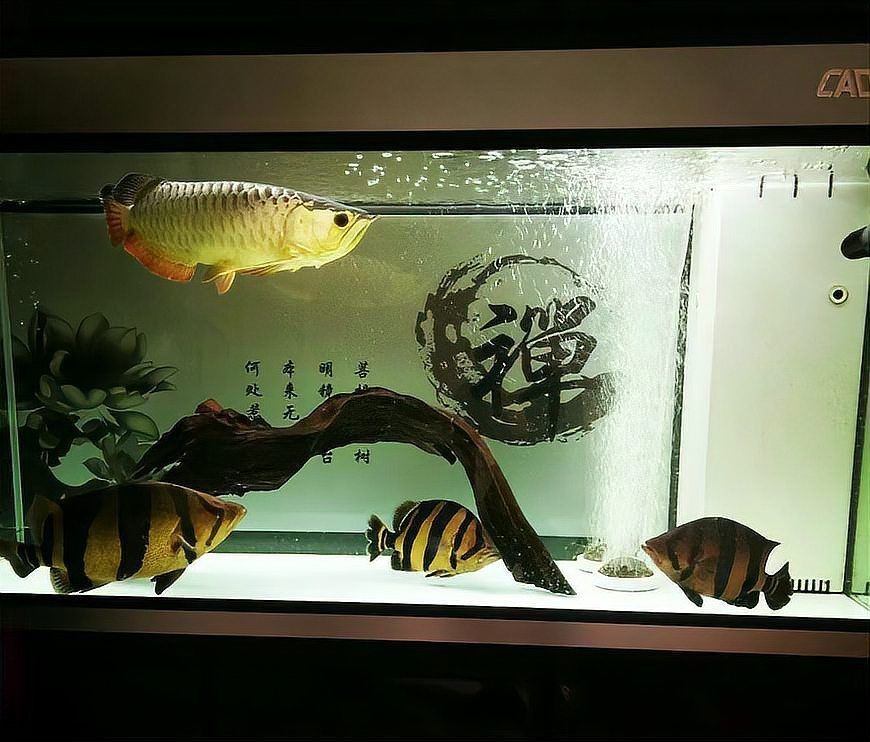 白子關刀魚多久喂一次？，關于白子關刀魚多久喂一次的問題，白子關刀魚每日喂食記錄表 白子關刀魚多久喂一次？，關于白子關刀魚多久喂一次的問題，白子關刀魚每日喂食記錄表 龍魚百科 第1張