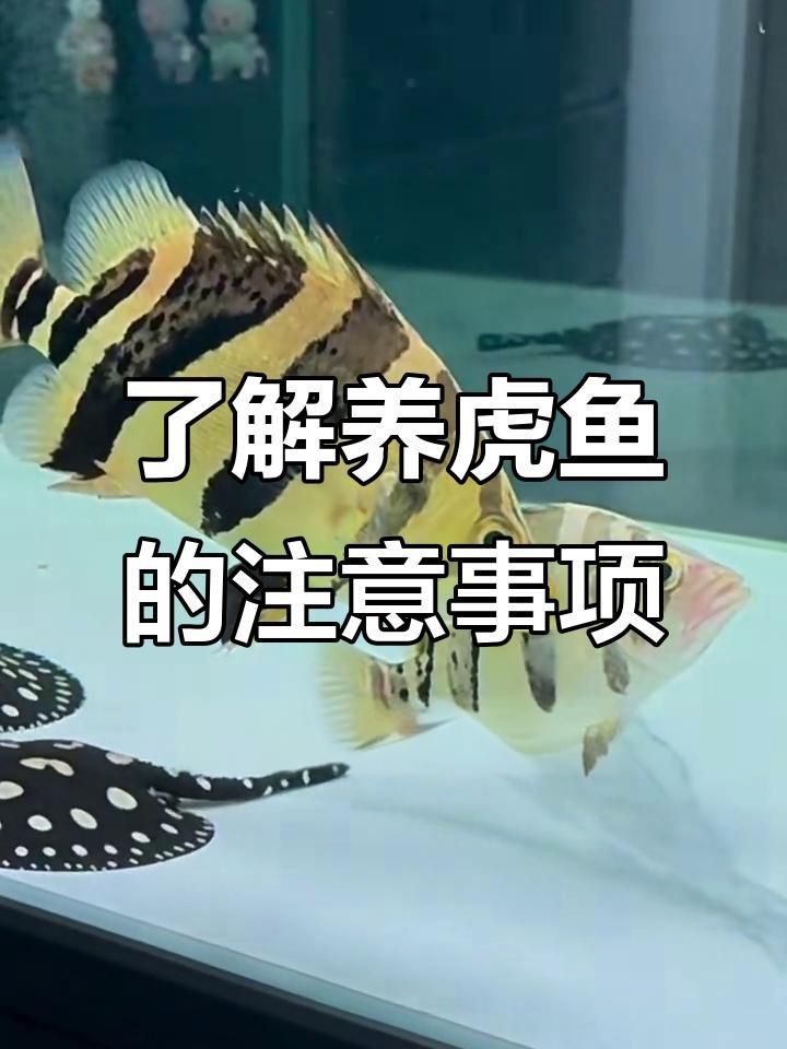 虎魚好養嗎