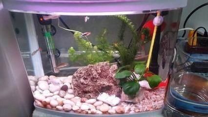 魚缸品牌和雜牌有啥區別：雜牌魚缸與品牌魚缸的區別