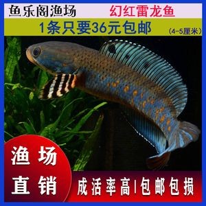寶石龍魚有珠鱗嗎（寶石龍魚沒有珠鱗的表現）