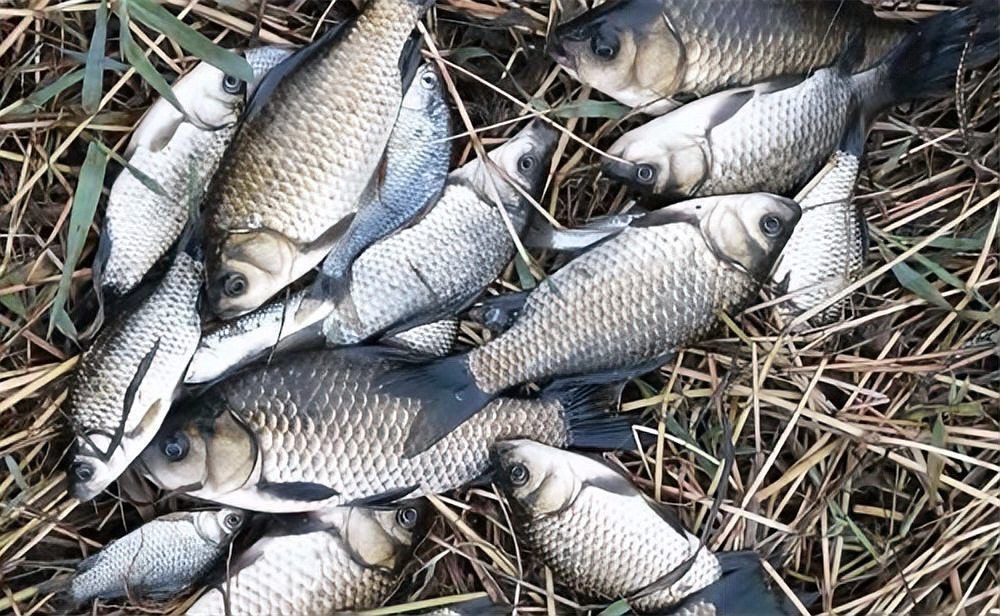 皇家火箭魚是雜魚嗎
