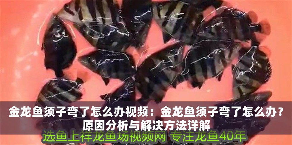 金龍魚須子彎了怎么辦視頻：金龍魚須子彎了怎么辦？原因分析與解決方法詳解 金龍魚須子彎了怎么辦視頻：金龍魚須子彎了怎么辦？原因分析與解決方法詳解 龍魚百科 第1張