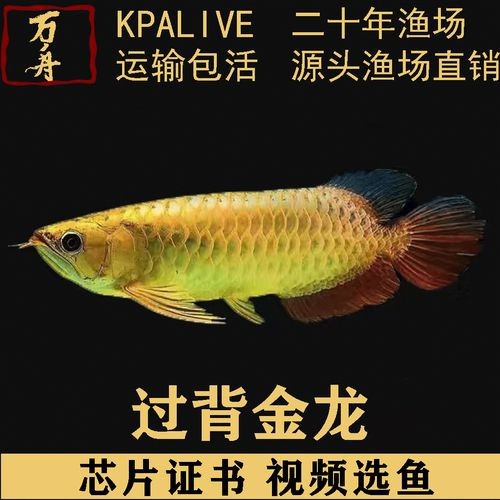 藍色的龍魚圖片高清