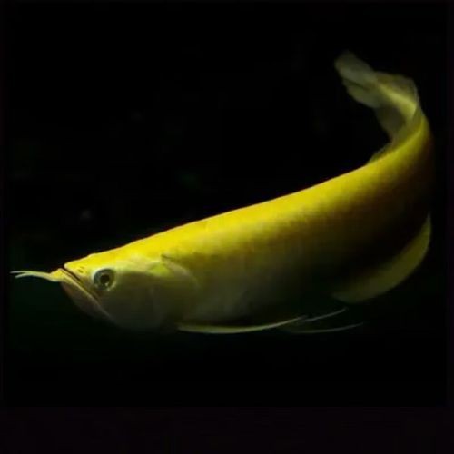 藍色的龍魚圖片高清