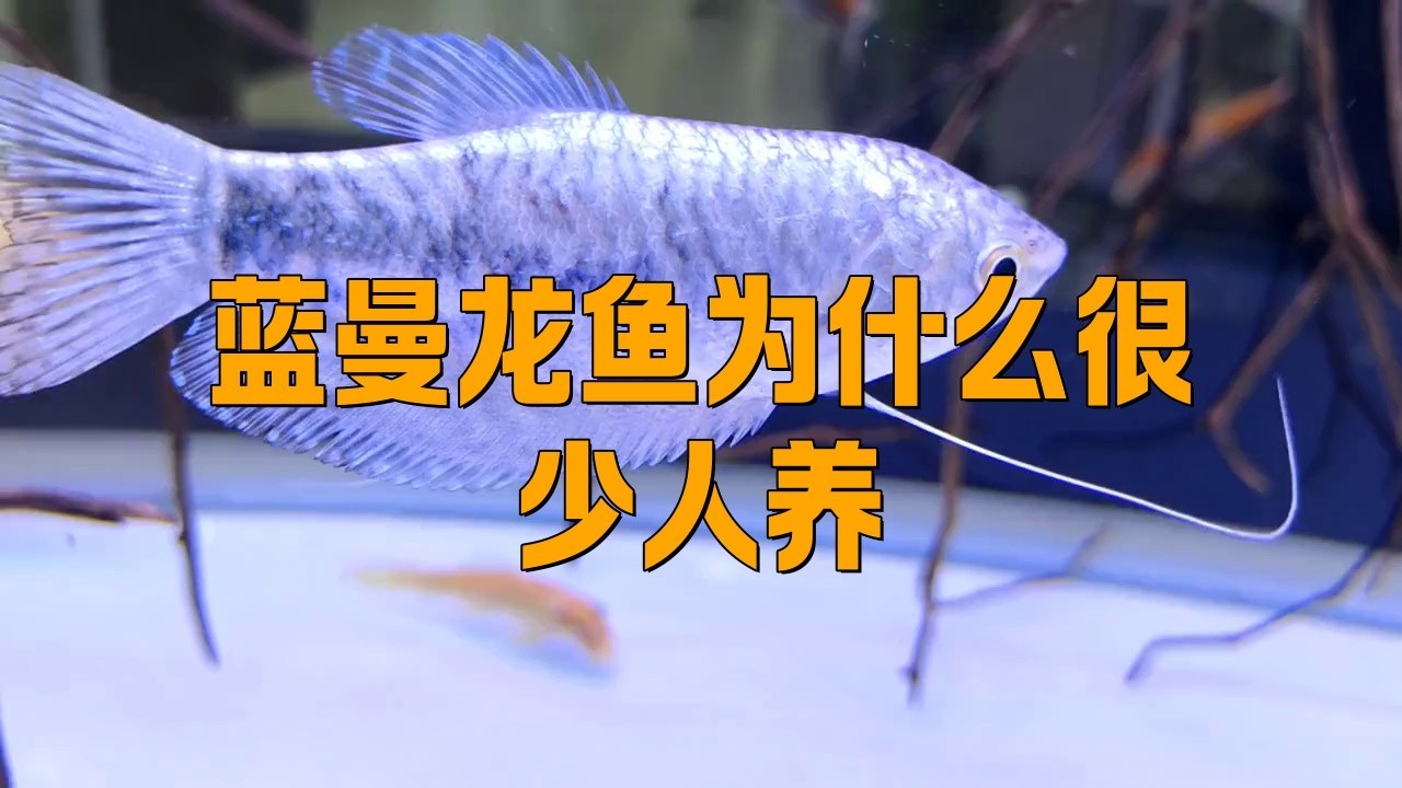 藍色的龍魚圖片高清