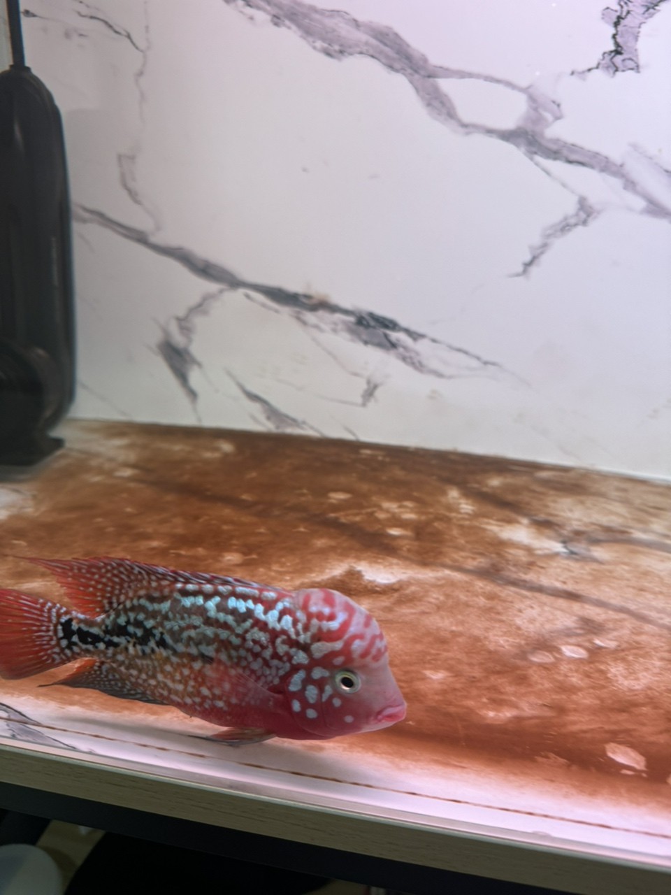 更新更新，期待爆頭