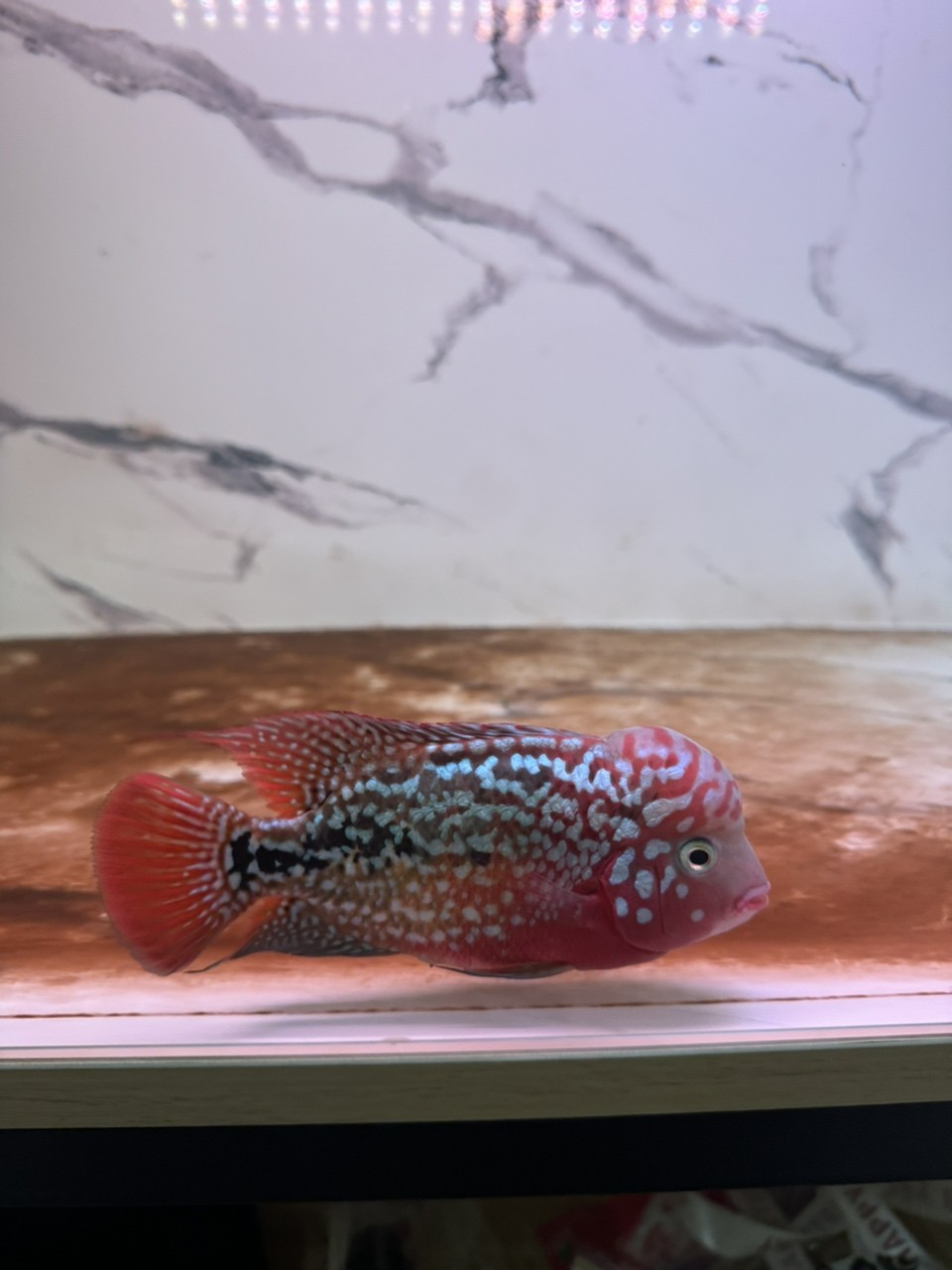 更新更新，期待爆頭