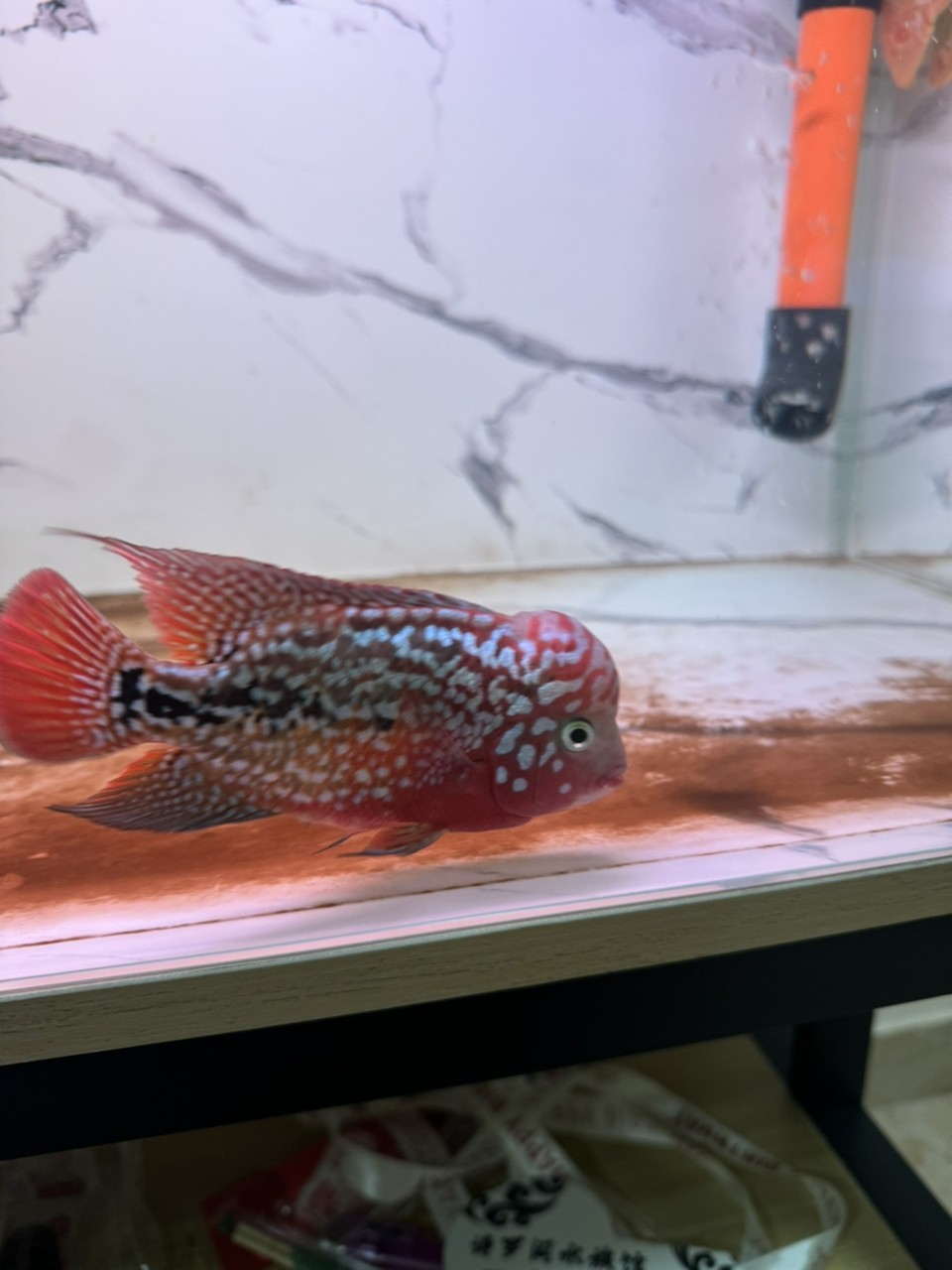 更新更新，期待爆頭