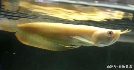 給龍魚喂食飼料好嗎（龍魚吃什么飼料好）