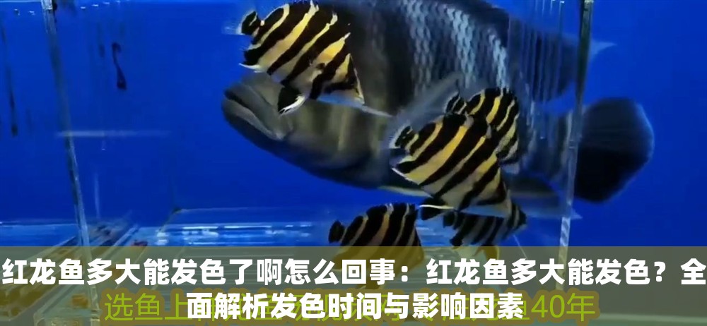 紅龍魚多大能發(fā)色了啊怎么回事：紅龍魚多大能發(fā)色？全面解析發(fā)色時間與影響因素 紅龍魚多大能發(fā)色了啊怎么回事：紅龍魚多大能發(fā)色？全面解析發(fā)色時間與影響因素 龍魚百科 第1張