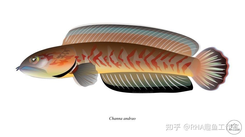 養龍魚多久喂一次飼料合適：養龍魚多久喂一次飼料合適呢？