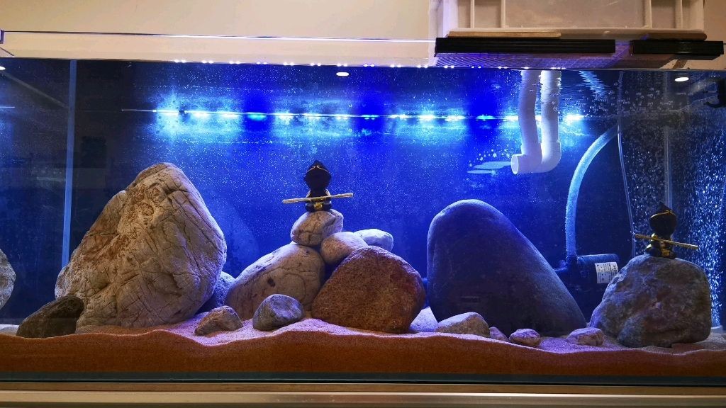 瘋狂石頭魚缸過濾器的工作原理是水族箱養護中的重要設備：瘋狂的石頭魚缸過濾器怎么選 瘋狂石頭魚缸過濾器的工作原理是水族箱養護中的重要設備：瘋狂的石頭魚缸過濾器怎么選 魚缸百科 第2張