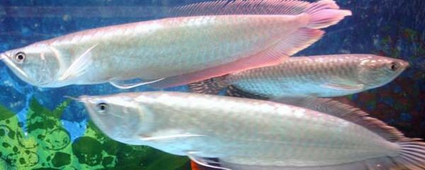 養銀龍魚的溫度：關于養銀龍魚的溫度指南