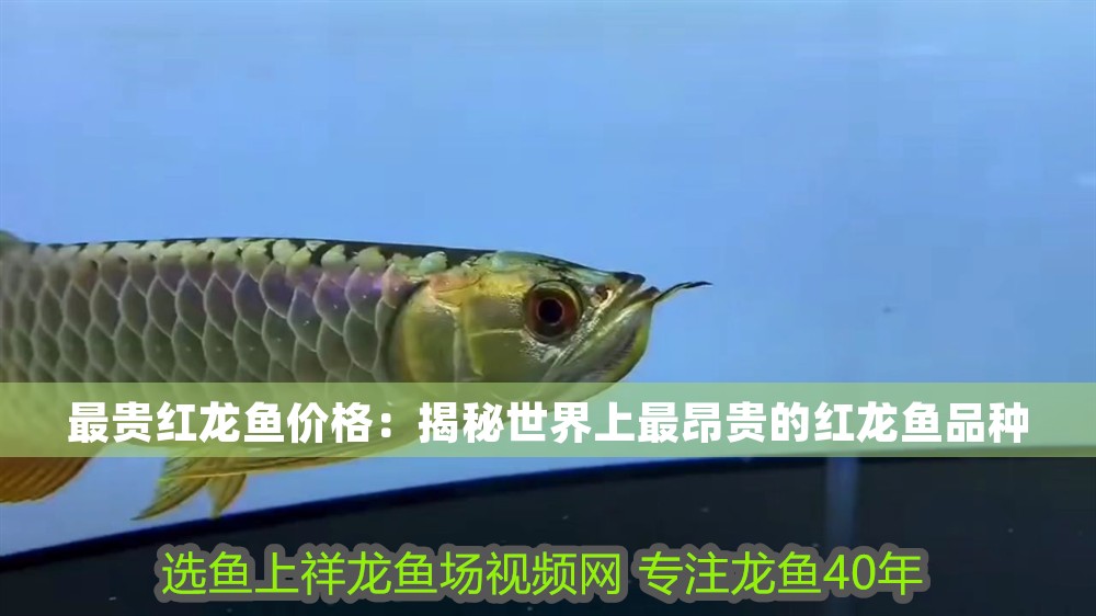 最貴紅龍魚價格：揭秘世界上最昂貴的紅龍魚品種 最貴紅龍魚價格：揭秘世界上最昂貴的紅龍魚品種 龍魚百科 第1張