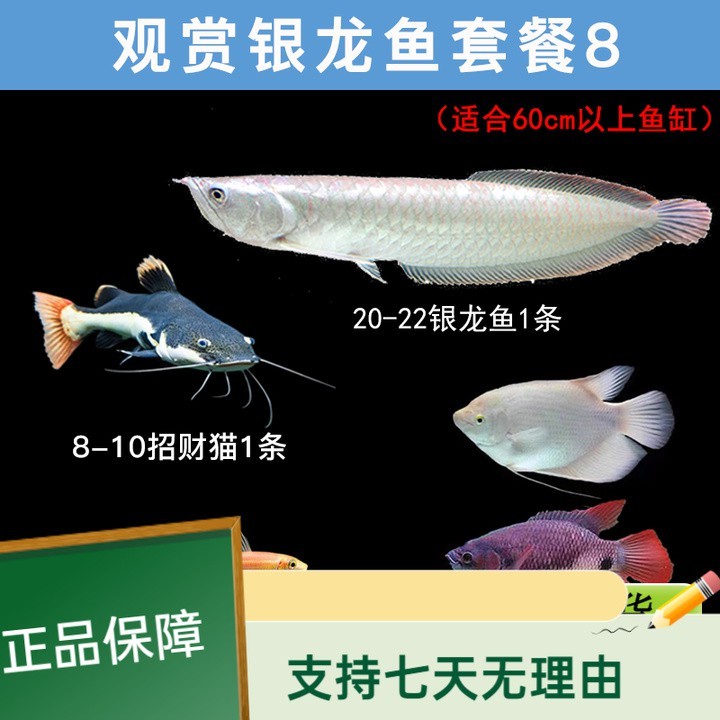魚缸養(yǎng)的魚生病了怎樣治療呢（魚缸里的魚病了怎么救）（家養(yǎng)金魚爛尾巴怎么辦？） 魚缸養(yǎng)的魚生病了怎樣治療呢（魚缸里的魚病了怎么救）（家養(yǎng)金魚爛尾巴怎么辦？） 魚缸百科 第12張