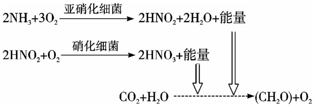 光合硝化細菌的培養技巧：光合硝化細菌可以直接放在魚缸里但需要注意以下幾點