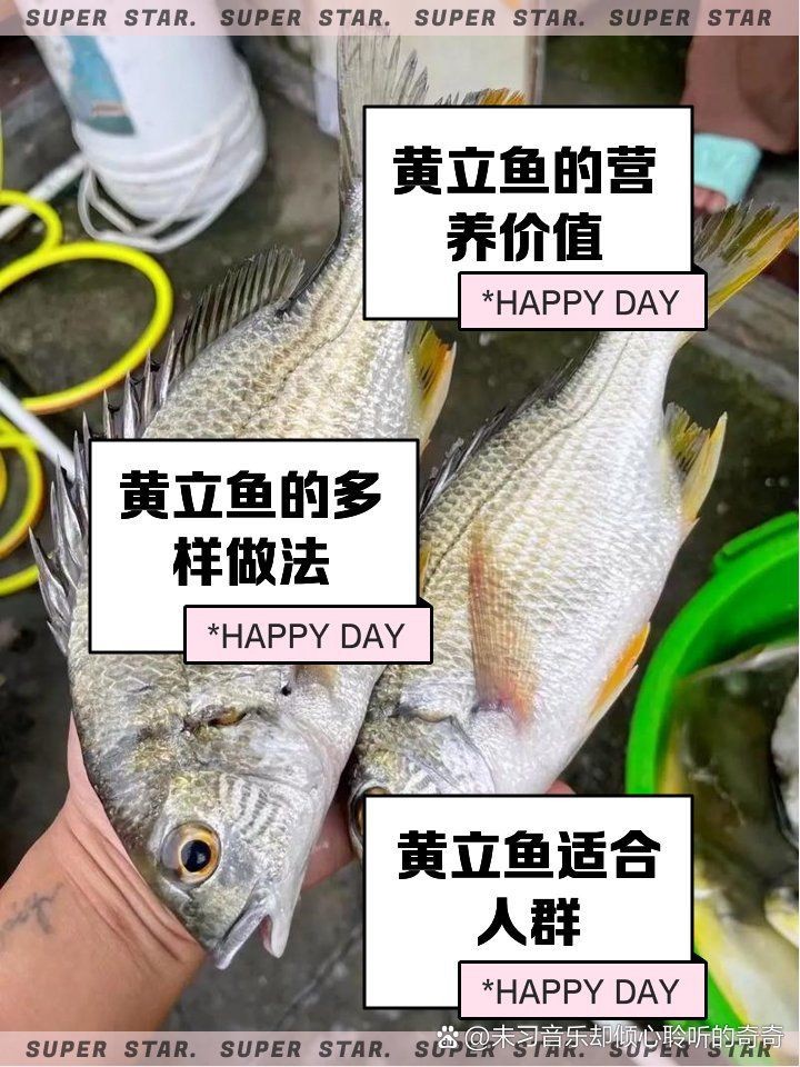紅立魚和黃立魚