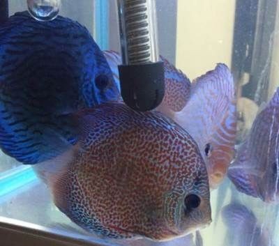 龍魚和七彩神仙魚混養可以嗎：龍魚和七彩神仙魚混養可以嗎， 龍魚和七彩神仙魚混養可以嗎：龍魚和七彩神仙魚混養可以嗎， 龍魚百科 第3張