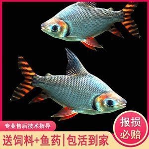 紅龍魚最佳配魚排行榜前十名（紅龍魚最佳配魚排行榜）