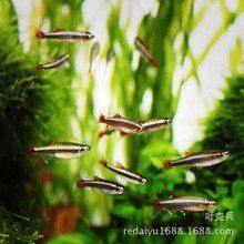 紅絲魚屬于什么檔次 龍魚論壇 第6張 紅絲魚屬于什么檔次 紅絲魚屬于什么檔次 龍魚論壇 第6張