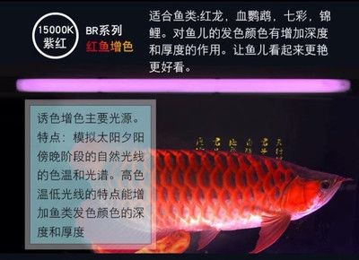 nec燈對龍魚有作用嗎：nec燈對龍魚發(fā)色的影響