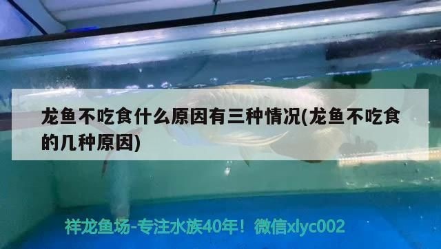 龍魚的白毛病怎么治療：龍魚不吃食什么原因