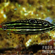 粉色龍魚有哪些品種 粉色龍魚有哪些品種 龍魚論壇 第2張