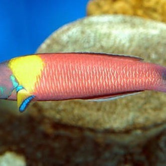 粉色龍魚有哪些品種 粉色龍魚有哪些品種 龍魚論壇 第5張