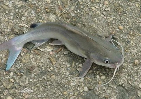 鯰魚和塘鲺的區(qū)別圖片 鯰魚和塘鲺的區(qū)別圖片 龍魚論壇 第1張