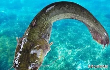 鯰魚和塘鲺的區(qū)別圖片 鯰魚和塘鲺的區(qū)別圖片 龍魚論壇 第4張