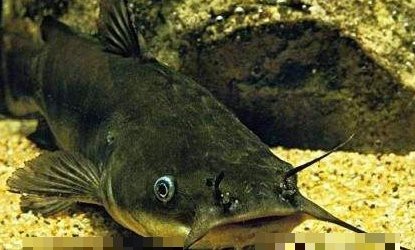 鯰魚和塘鲺的區(qū)別圖片 鯰魚和塘鲺的區(qū)別圖片 龍魚論壇 第3張