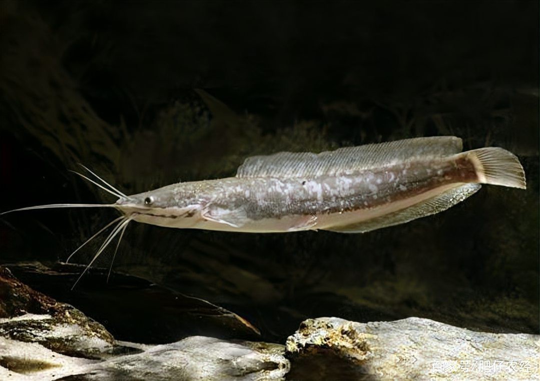 鯰魚和塘鲺的區(qū)別圖片 鯰魚和塘鲺的區(qū)別圖片 龍魚論壇 第6張