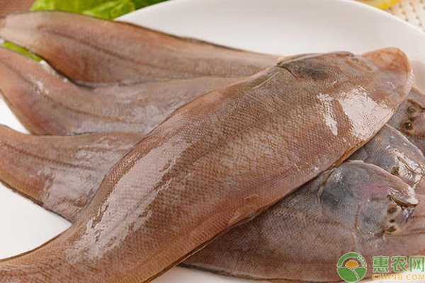 龍利魚的市場價格波動大嗎？